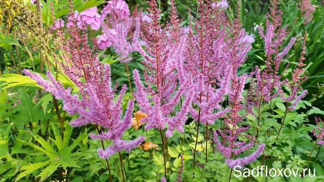 Астильба Колор Флеш Лайм в моем саду смотреть онлайн