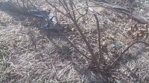 Как бороться с сорняками на малине и ежевике