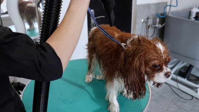 Cavalier King Charles Spaniel Grooming