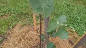 Вырастить саженец яблони,формирование От А до Я своими руками.