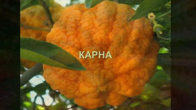 34 распространенных вида цитрусовых фруктов и рецепт цукатов смотреть онлайн