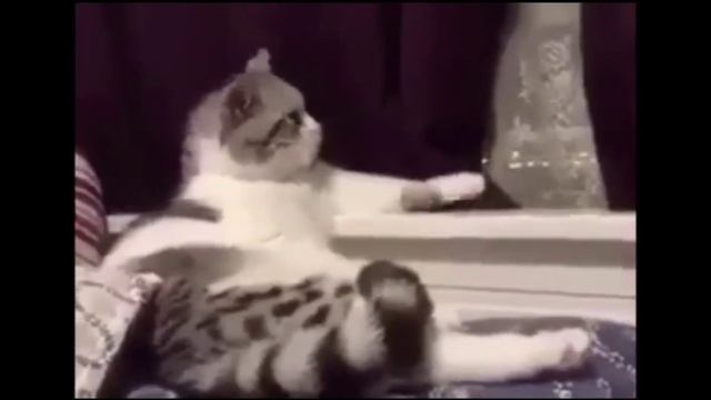 О Чем Думают Коты?Кот Философ?| Кот размышляет о жизни (озвучка)?#25 смотреть онлайн