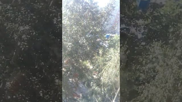 Наконец то эти ленивые животные зашевелили лапками смотреть онлайн