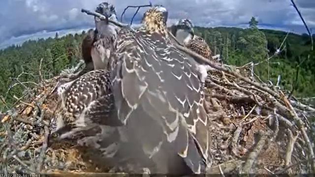 Запись 2022 07 17 15 15 55 708 смотреть онлайн