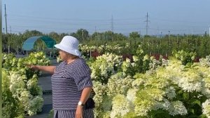 ОБЗОР СОРТОВ ГОРТЕНЗИЙ - ФАНТОМ И ЛАЙМЛАЙТ