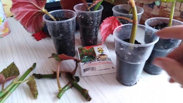 Бегония королевская коралловая смотреть онлайн