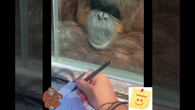 Позитивное видео, невозможно оторвать глаз от взгляда этого орангутана. смотреть онлайн