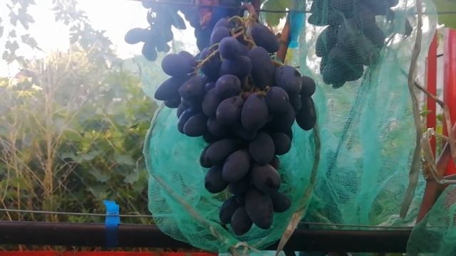 Доминик 02 08 2020 смотреть онлайн