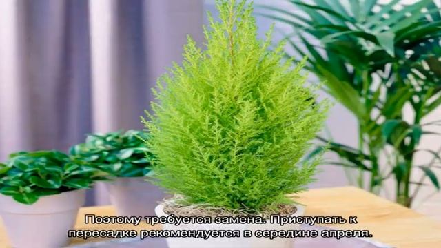 Комнатный кипарис в горшке: уход в домашних условиях, пересадка и размножение смотреть онлайн