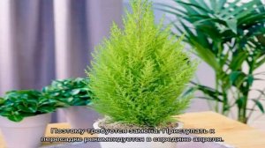 Комнатный кипарис в горшке: уход в домашних условиях, пересадка и размножение