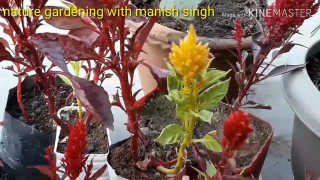 Celosia flower plant//सिलोसिया का पौधा смотреть онлайн