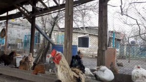 Краматорск Юрловская голосистая порода кур