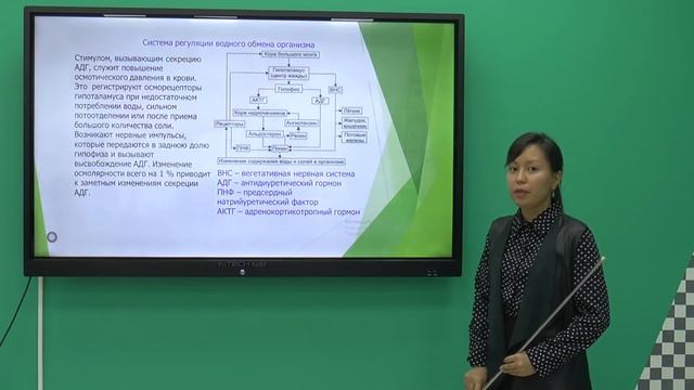Биология 10 класс. Регуляция обмена воды. органы мишени смотреть онлайн
