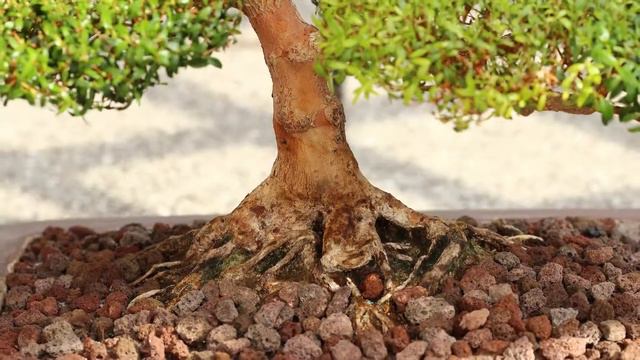 Myrtenbonsai - Teil I смотреть онлайн