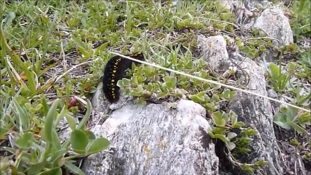 Parnassius apollo (Apollon) chenille смотреть онлайн