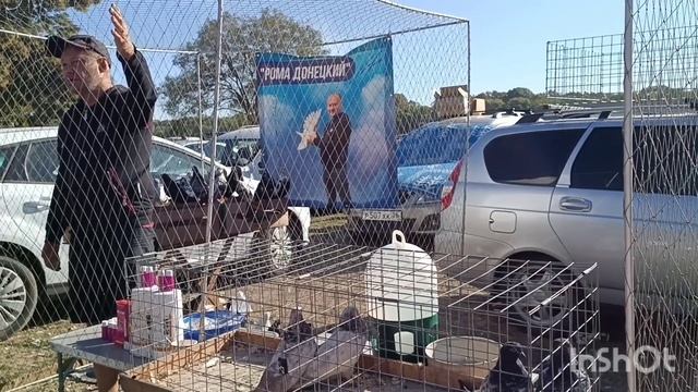 ПТИЧИЙ рынок г.Кропоткин 27.08.2023 /Голуби Ромы Донецкого #выставка #ярмарка #цены #украинские смотреть онлайн