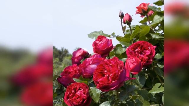 Cool Red Eden Climbing Rose смотреть онлайн