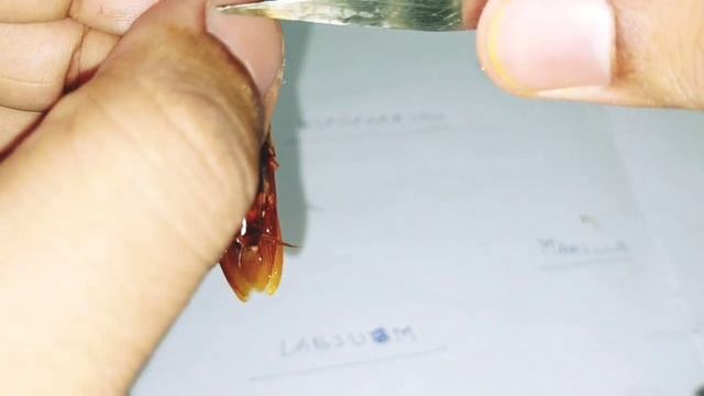 Dissection of Cockroach mouth parts | Periplaneta americana | Zoology Practical Biology practical смотреть онлайн