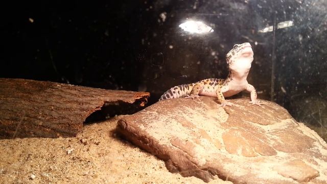 Кормление эублефара (eublepharis macularius). Leopard gecko. Feeding time. (23.01.2017) смотреть онлайн