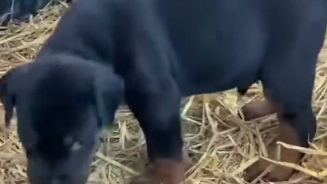 Dobermann High Class Quality Puppies From Cross Till current situation | Doberman смотреть онлайн