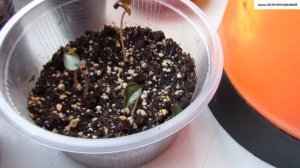 КАК правильно ПОСЕЯТЬ ЦИКЛАМЕН.