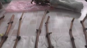 Простой способ хранения и проращивания чубуков