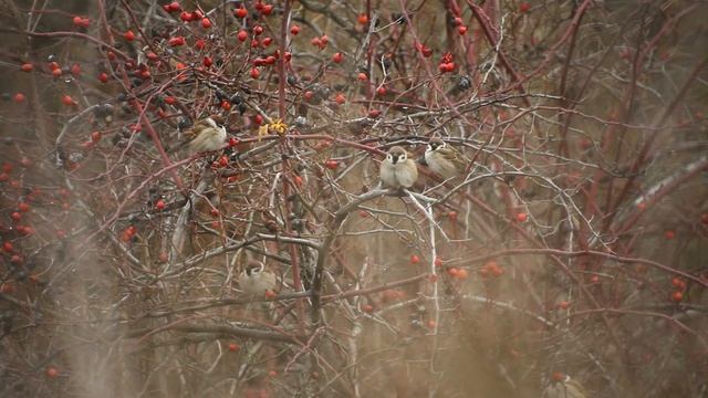 field sparrow. /Полевой воробей / смотреть онлайн