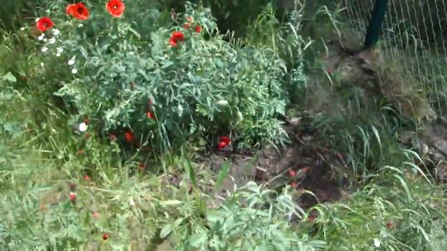 Мак самосейка как украшение и природное лекарство смотреть онлайн