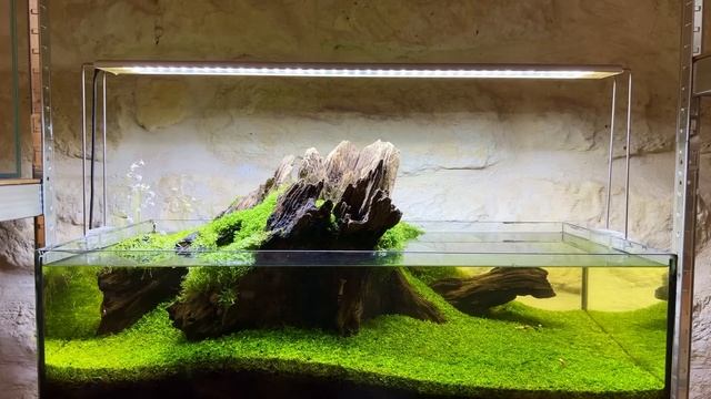 Discovering Aquascaping Stores in Paris смотреть онлайн