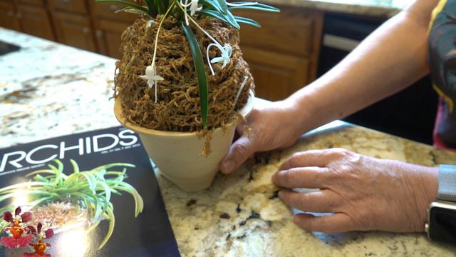 Featured Orchid: Vanda (Neofinetia) falcata | Orchid Care when Life Goes Off the Rails! смотреть онлайн