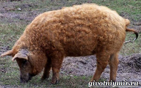 Обсудим разницу между хрячком и боровком. Кого выгоднее покупать на мясо - свинку или боровка. смотреть онлайн