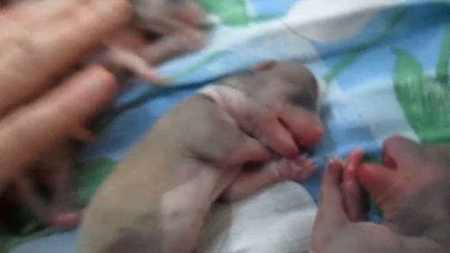 Rescue Puppies (neonatal Resuscitation). Спасение (реанимация) щенков