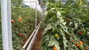 ПОМИДОР ВА БОДРИНГ ЕТИШТИРИШ СИРЛАРИ АГРОБИЗНЕС