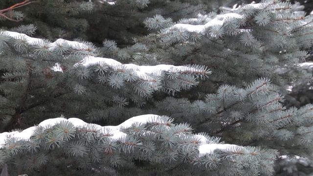 08 11 2018 ВО САДУ И В ОГОРОДЕ НА 24 12+ смотреть онлайн