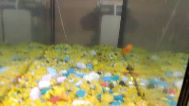 Живой уголок!!!! Мечики с теплички!!! смотреть онлайн