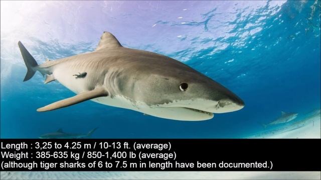 Tiger Shark & Bull Shark - The Differences смотреть онлайн