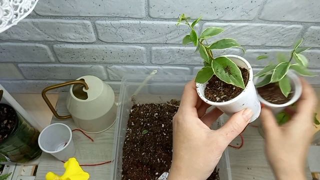 Размножение Мирта смотреть онлайн