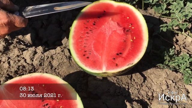 Арбуз Кримсон 3313 (JSeeds) смотреть онлайн
