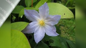 ❀ Лучшие сорта клематисов для Сибири