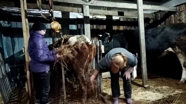 Корову вздуло, потом отказали ноги. Лечим смотреть онлайн