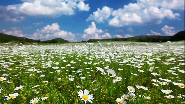 полевые цветы ромашки смотреть онлайн