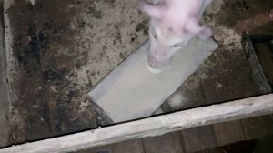 Искусственное осеменение свиней , внутриматочное осеменение и в чем разница от простого,свинья дюро