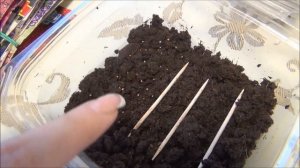 Посев КРУПНОПЛОДНОЙ садовой ЗЕМЛЯНИКИ/КЛУБНИКИ на рассаду