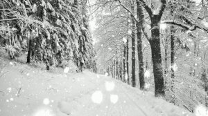 Футаж. Зимний пейзаж 55