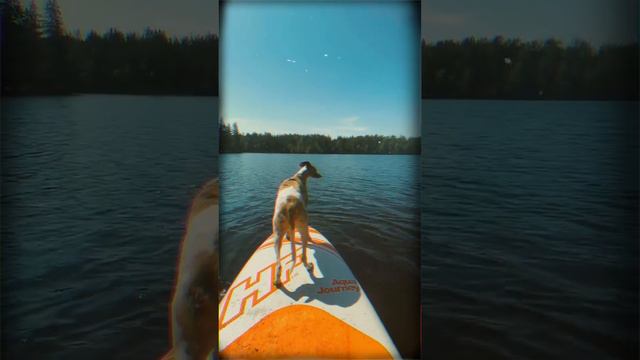 Уиппет и SUP-доска. смотреть онлайн