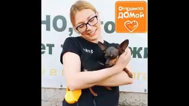 Печального и напуганного той-терьера обнаружили в подъезде, где он в страхе вжимался в стену. смотреть онлайн