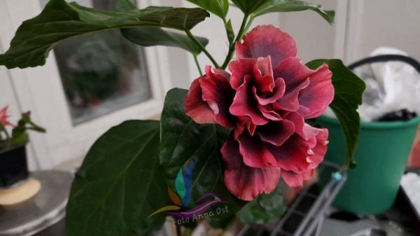 Aloalo Flower Gorgeous #гибискус #герагибис #сортовыегибискусы  #geragibis #hibiscus #AnnaOst