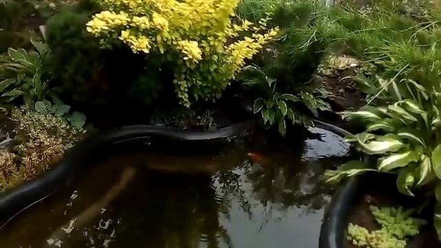 Дополнение по выносу кактусов на улицу в летний период. смотреть онлайн