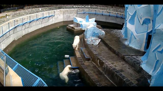 Медвежата наигрались с канистрой и решили отдохнуть 02.05.2020 смотреть онлайн