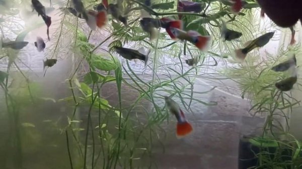 Мои аквариумы. Проблемы в гуппятнике. #guppies #гуппи